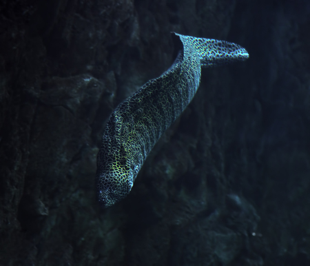 Murena snake spotted at the deep ocean near the rock