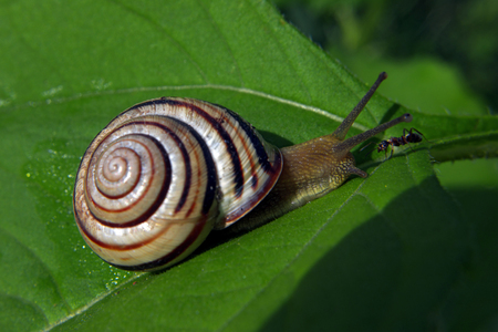 Snail and ant face to face at the green leafの写真素材