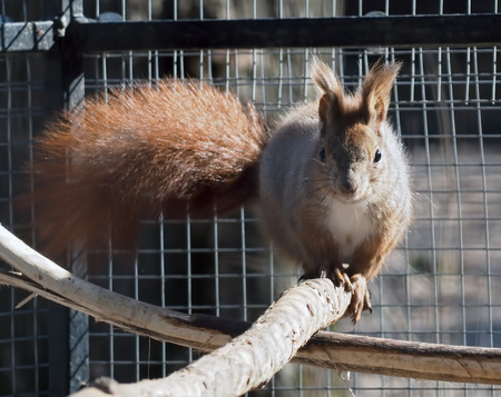 Squirrel sitting  and looking at cameraの写真素材