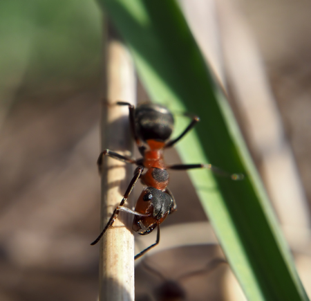 Ant at the wood stick looking at the camera view from upの写真素材