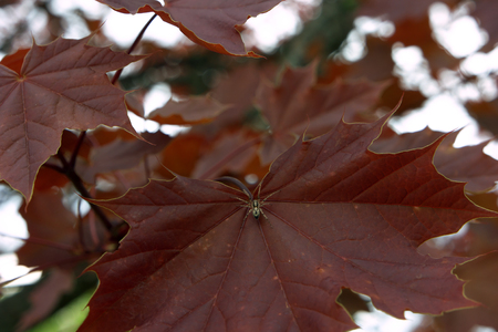 Spider in the middle of the red maple leaf