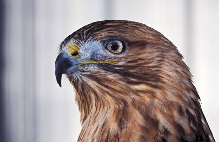 Hawk buteo proud portrait on the white backgroundの写真素材