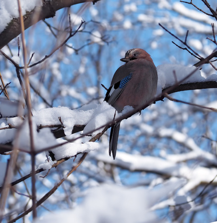 Jay is sitting at the branch full of snow at the blue sky background and looking backの写真素材