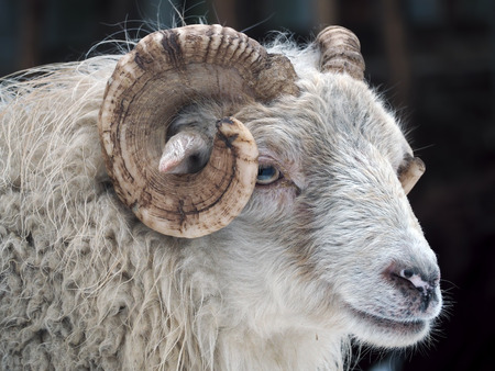 White ram portraitの写真素材