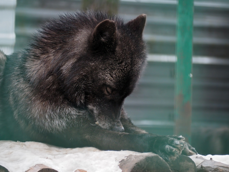 Black wolf laying at the snow