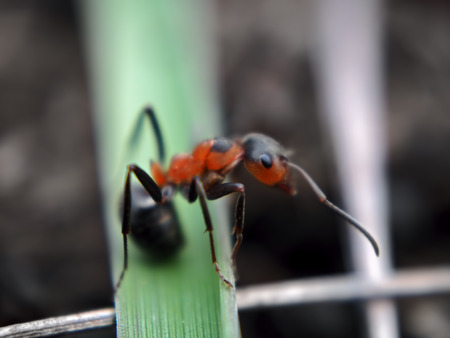 Ant at the grass looking backの写真素材