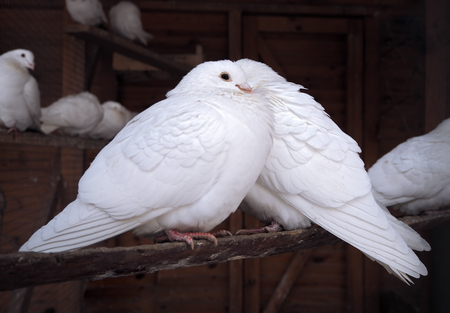 Couple of pigeonsの写真素材