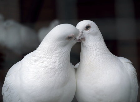 White pigeons in love kissingの写真素材