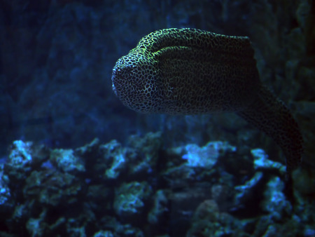 Murena spotted snake at the deep blue sea near the corals close- up