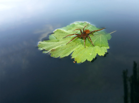 Red spider with water drop on the green leaf at the lake travelsの写真素材