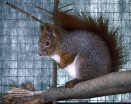 Red squirrel sitting  at the branch