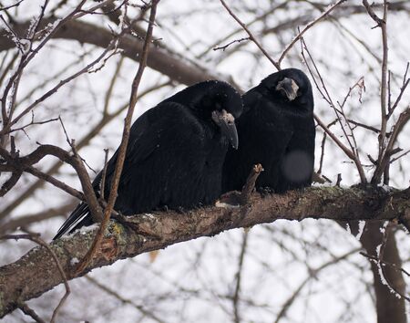 Raven and crow at the brachの写真素材