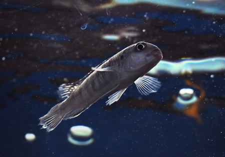 Small fish in aquarium view from downの写真素材