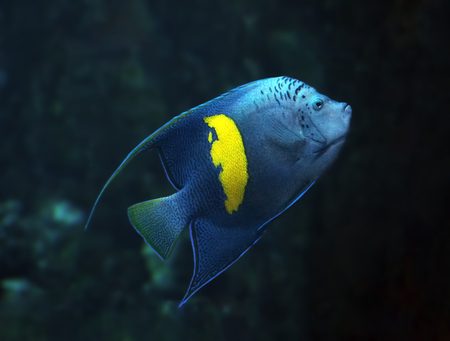 Blue fish with yellow spot at the deep ocean view from right sideの写真素材