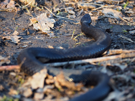 Black dangerous snake at forest at the leavesの写真素材