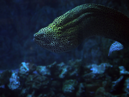 Murena spotted snake at the blue sea near the corals close- upの写真素材