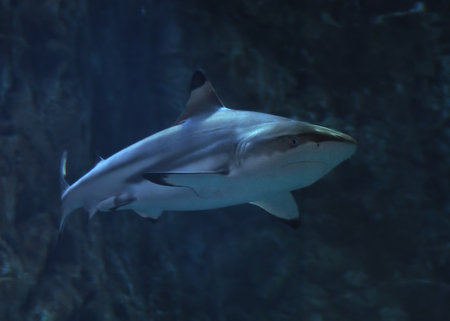 Shark full size at deep oceanの写真素材