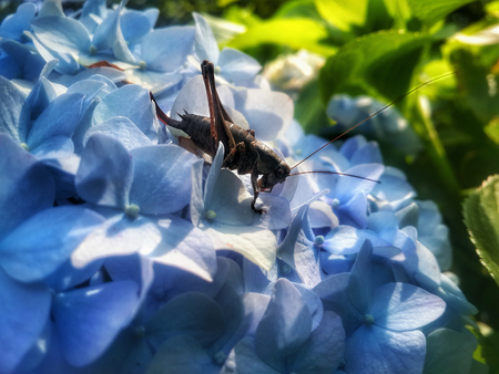 Black grasshoper on the blue flowerの写真素材