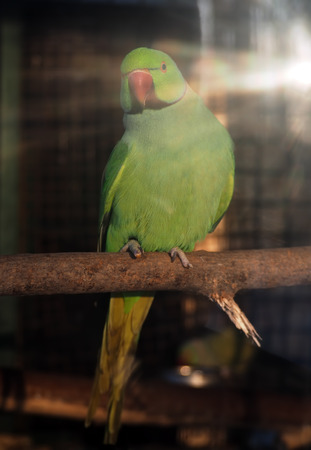 Green parrot Psittacula krameri at the sun raysの写真素材
