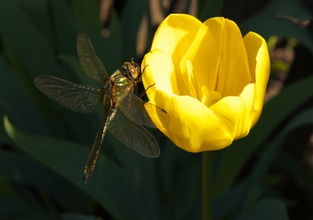 Dragonfly on yellow tulipの写真素材