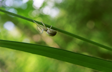 Brown spider running crawling on the green plantの写真素材
