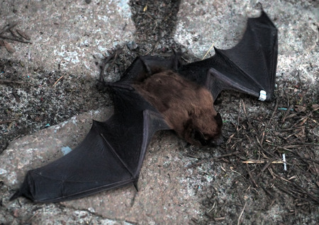Bat laying at the groundの写真素材