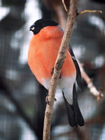 Bullfinch at the branch with corn in beak and lookingat cameraの写真素材