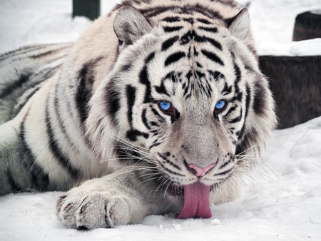 White tiger Panthera tigris bengalensis portrait with red tongueの写真素材
