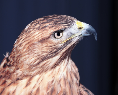 Hawk buteo close-up at red and blue tonesの写真素材