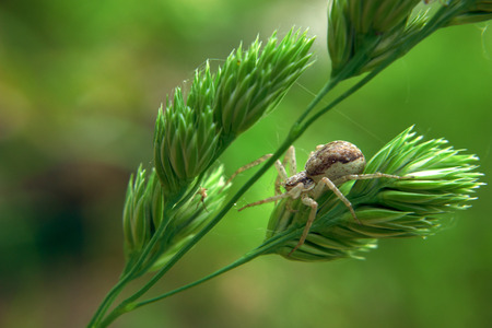 Brown spider hunting on the green plantの写真素材