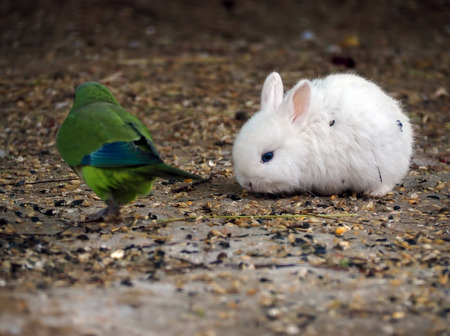 White rabbit hunting the green parrot