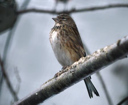 Small but very proud small bird looks like sparrowの写真素材