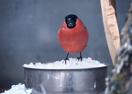 Bullfinch sitting at the feeder with snow and singingの写真素材