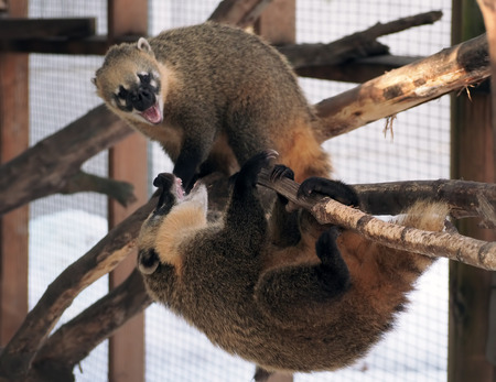 Nosuh couple playing and fightingの写真素材