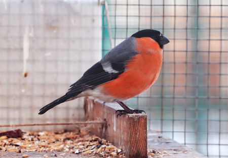 Bullfinch with red plumage close-up from right sideの写真素材