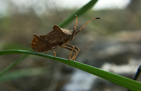 Brown bug on the green grass