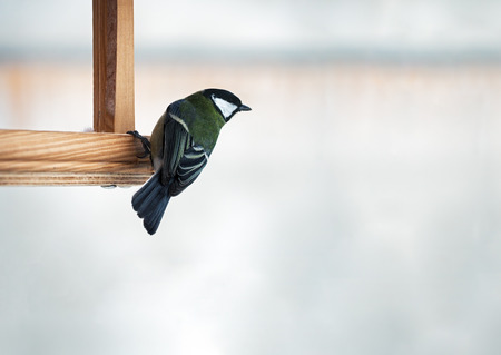 Tit with green plumage is sitting at the feeder going to fly awayの写真素材