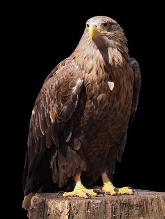 Eagle with yellow beak sitting at the wood isolated at blackの写真素材