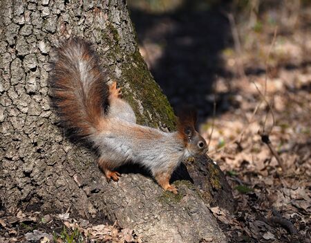 Squirrel red at tree climbing down to the ground