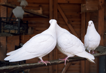 White pigeons in love kissing couple dovesの写真素材