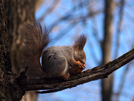 Squirrel red eating the apple at the tree with closed eyesの写真素材