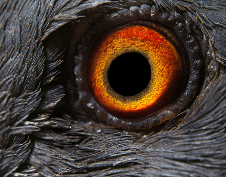 Doves eye macro colorful and brightの写真素材