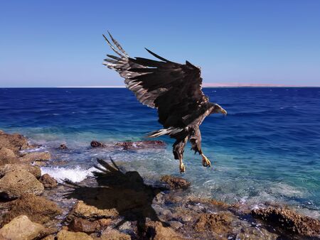 Eagle flying over the blue sea and looking backの写真素材