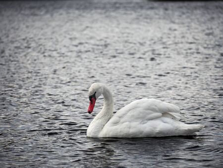 White swan at the lake top viewの写真素材