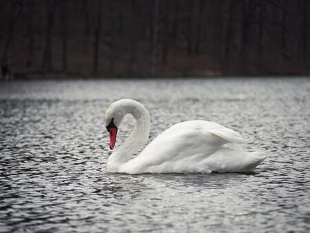 White swan at the lake lonely and greatの写真素材