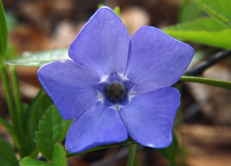 Perwinkle flower macroの写真素材