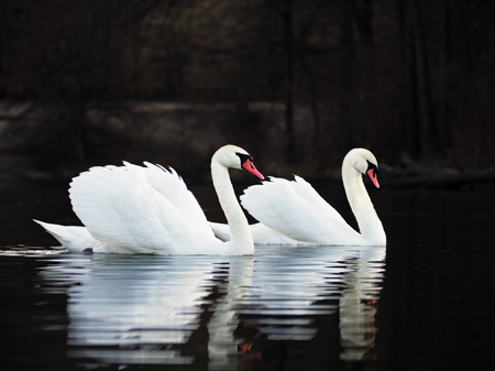 White swans at the dark lake background with beautiful reflecion at the waterの写真素材