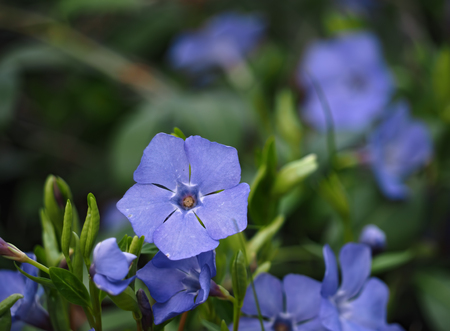 Perwinkle blue flower at the green grass close upの写真素材
