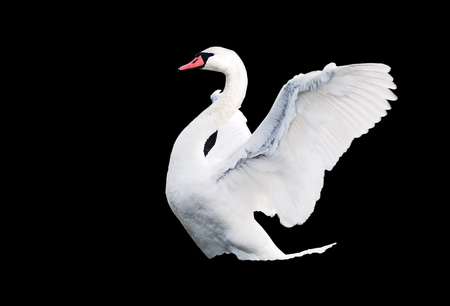 White swan landing at the lake isolated at blackの写真素材
