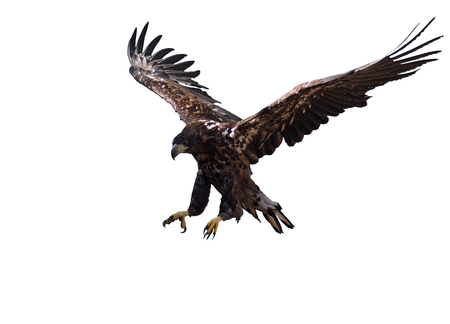 Eagle in flight landing isolated at the whiteの写真素材